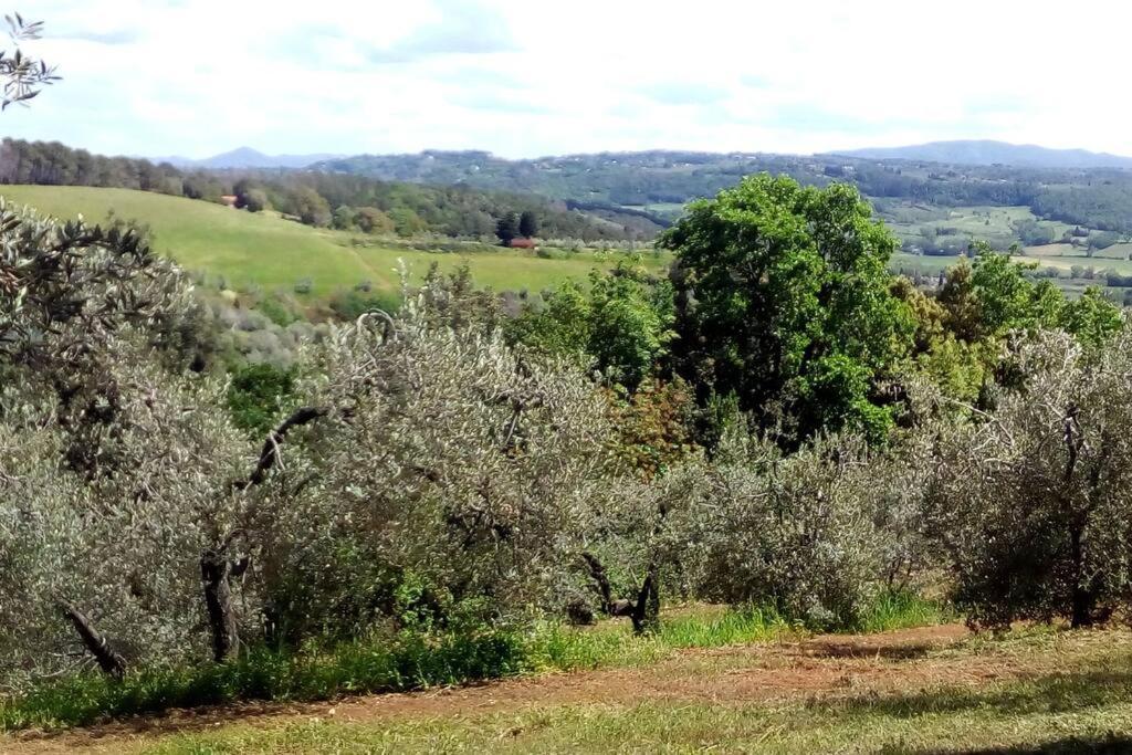 Casa Belvedere -Tranquillita Tra Bosco E Ulivi- ريباربيلا المظهر الخارجي الصورة