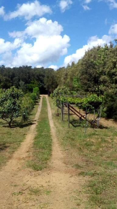 Casa Belvedere -Tranquillita Tra Bosco E Ulivi- ريباربيلا المظهر الخارجي الصورة